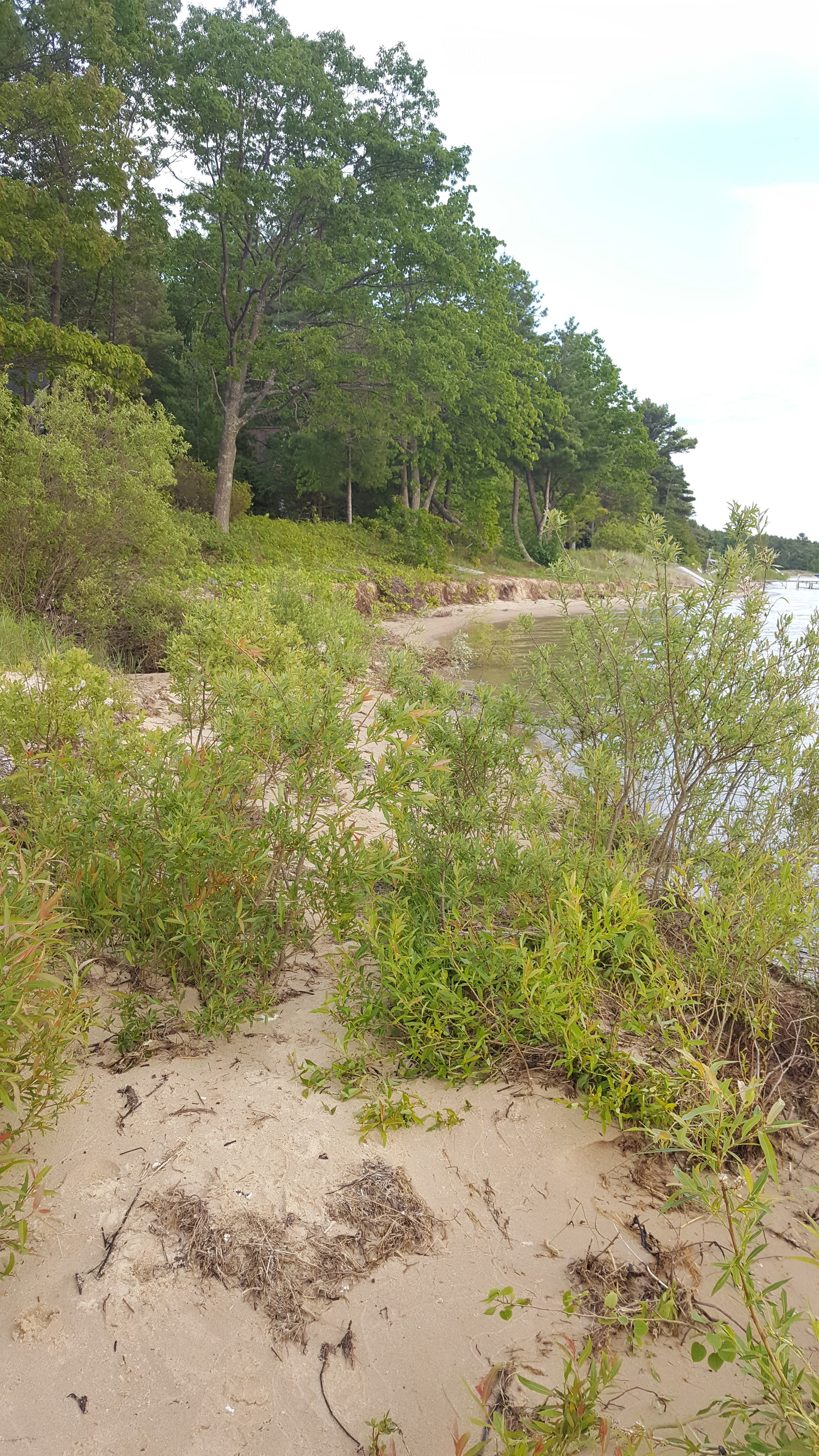 Bluff Erosion Approaches The Tree Line