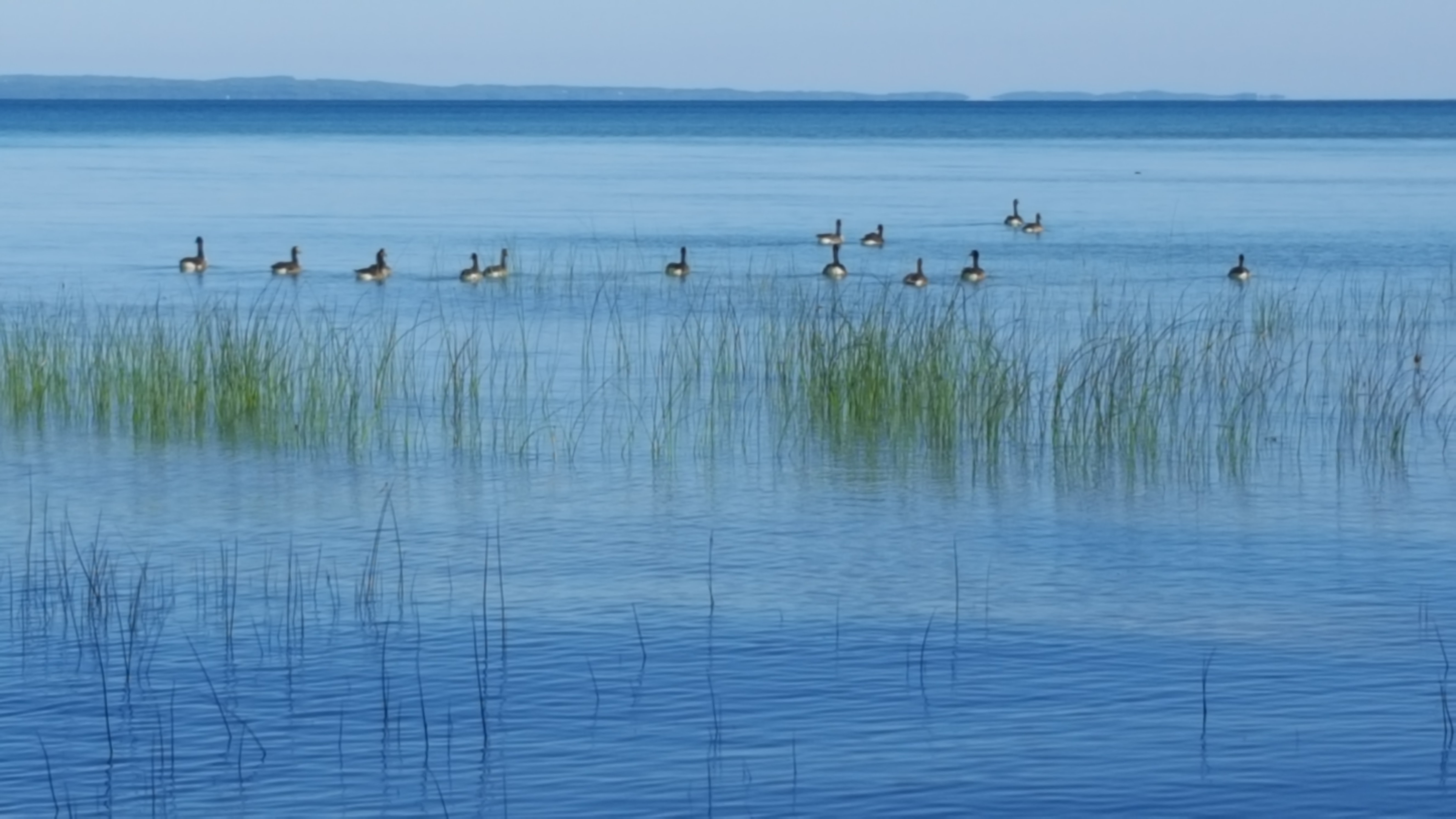 Ducksonthewater